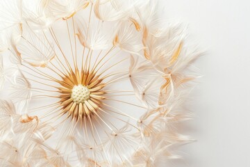 Close-up of a dandelion on a white background. Abstract pastel background with flower.