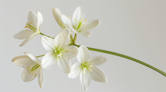 A cluster of wild white flowers with green stems and delicate petals, set against a clean white background. This macro photography showcases the beauty of a terrestrial plant from the pink family