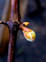 buds are blooming on a vine in the early cloudy morning