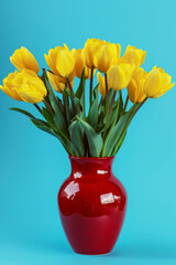 Bouquet of yellow tulips flowers in a red vase on blue background