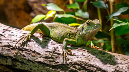 A Chinese Water Dragon, Physignatus cocincinus, perches attentively on a sunlit log, its scales...