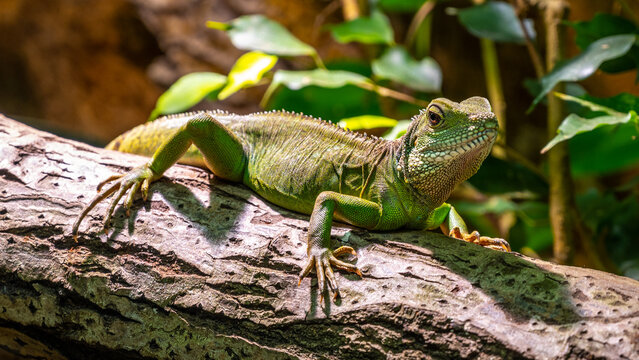A Chinese Water Dragon, Physignatus cocincinus, perches attentively on a sunlit log, its scales shimmering in the natural light.
