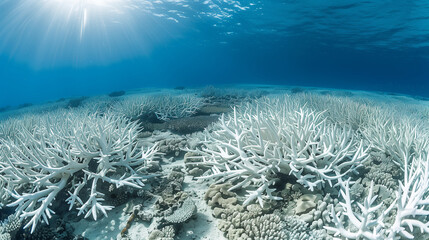 Coral Bleaching on the Great Barrier Reef, Coral bleaching climate change, photo illustration of coral bleaching threat. Dead, Bleached Coral Reef - Rising sea temperatures and Global Warming.  