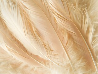 Boho minimalism, Feather beige color with warm tones