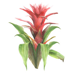 Tropical bromeliad flower, home plant. Living plants exotic red southern bud with leaf, jungle greenery floral clipart. Watercolor botanical hand drawn illustration. Isolated white background. 