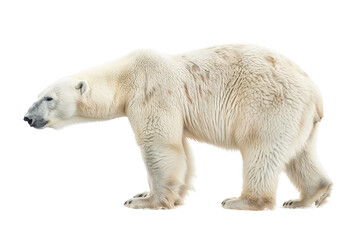 Polar Bear Majesty on Transparent Background