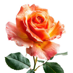 A stunning close up shot of a vibrant rose flower against a transparent background perfectly isolated on transparent background