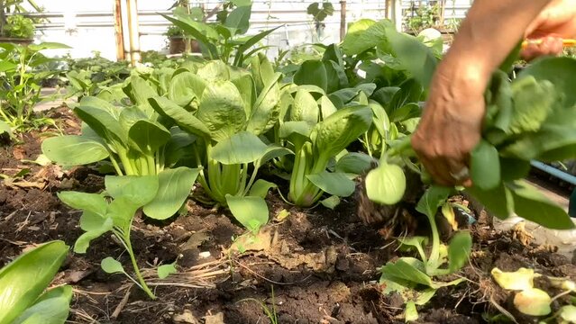 Farmer picking veggie at rooftop urban agriculture garden 