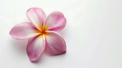 Frangipani or Plumeria flower isolated on white background. Generative Ai