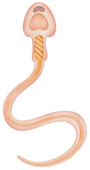 Sperm Anatomy reproductive system male. 