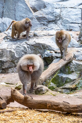 Obraz premium A troop of baboons is engaging in various activities on a rocky enclosure with one prominently in the foreground. Zoo of Skansen, Stockholm, Sweden