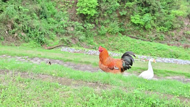 Free-range chickens raised in rural mountains
