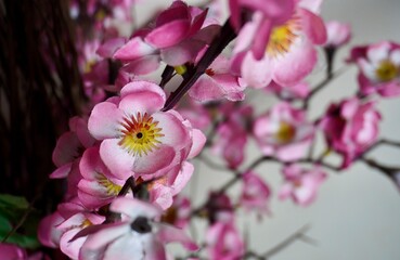 Pink flower sakura cherry blossom petals plastic indoor decorative syntethic flora isolated on horizontal ratio background.