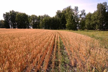 Obraz premium wheat field in autumn