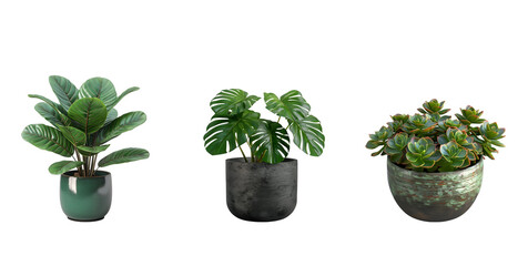 Obraz premium plant in a pot