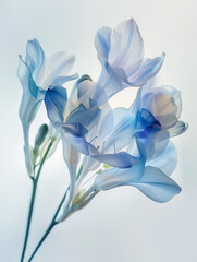 freesia in sunlight, dreamy blue petals, white background