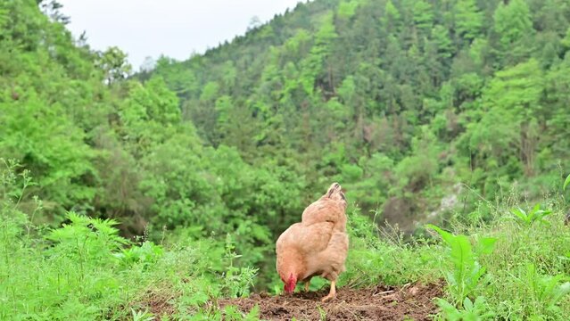 Free-range chickens raised in rural mountains