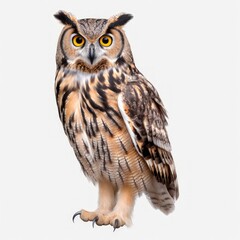 Close-up of an owl against a white background.