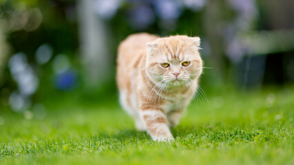 Young playful red Scottish Fold cat relaxing in the backyard. Gorgeous striped peach cat with...