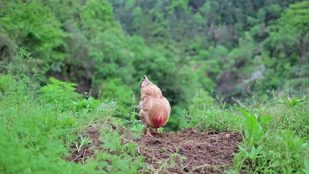 Free-range chickens raised in rural mountains