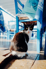 santorin santorini thira greece cat katte