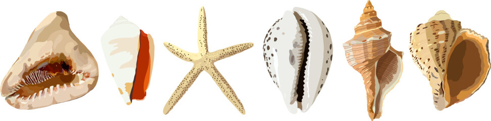 Set of seashell . Vector illustration. Photorealism seashells, mollusks, starfish.