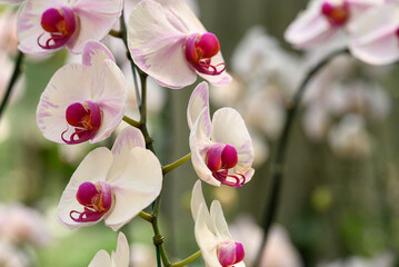 Beautiful pink white Phalaenopsis orchid flower blossom in Thailand