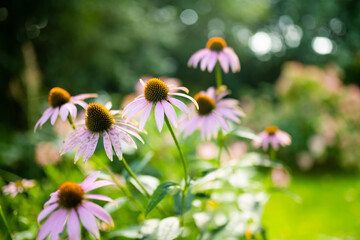 Pink flowers of rudbeckia, commonly known as coneflowers or black eyed susans, in a sunny autumn garden. Rudbeckia fulgida or perennial coneflower blossoming outdoors.