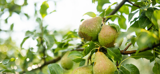 Green pears on pear tree branch on warm autumn day. Harvesting ripe fruits in an apple orchard....