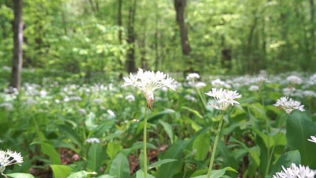 A field of white flowers Allium ursinum with green leaves. The flowers are scattered throughout the field, with some closer to the foreground and others further back.