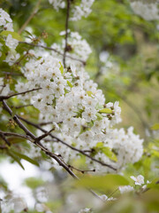 A blooming bouquet of white cherry blossom on branches on its tree during spring time with green blurry background of nature 