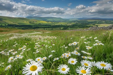 A field full of white daisies blooms under a cloudy sky, creating a serene and picturesque scene of nature