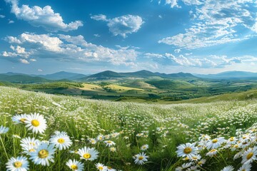 A vast field is covered in white daisies, blooming under a bright blue sky on a sunny day