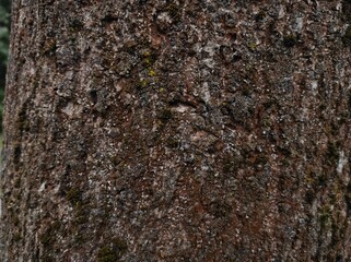 Old wood texture. Photo of natural wood. Rough wooden texture.