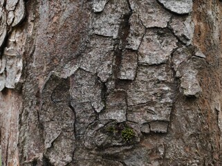 Old wood texture. Photo of natural wood. Rough wooden texture.