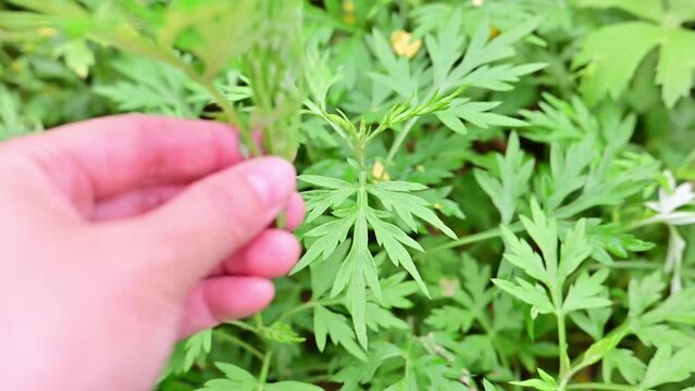 Picking fresh mugwort in spring