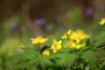 Spring flowers in a forest, yellow anemone buttercup in sunlight. Background with vivid colors of fairy nature