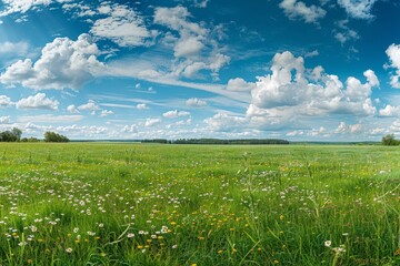A vast field of green grass adorned with colorful flowers under a cloudy blue sky