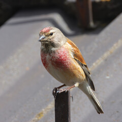 common linnet on top of a house roof - 794907906