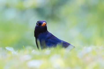curious male common blackbird - 794907927