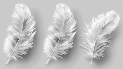 Set of white feathers with realistic style and twirling. - Modern illustration.