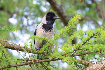 hooded crow perched in a larch tree - 794908108