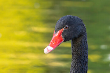 portrait of a black swan over colorful reflections on lake - 794908144