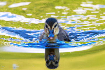 reflections of cute mallard duckling - 794908170