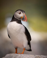 Colorful Feathers of the Atlantic: The Vibrant World of Seabirds