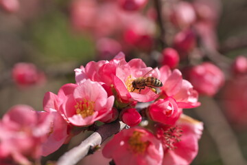ハナモモの花の蜜を吸うミツバチ - obrazy, fototapety, plakaty