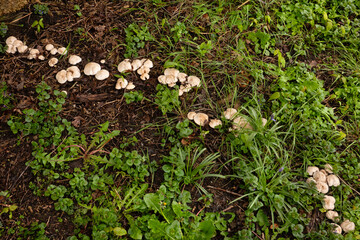 Row of St. George's mushrooms, growing on an underground root of a dead tree - obrazy, fototapety, plakaty