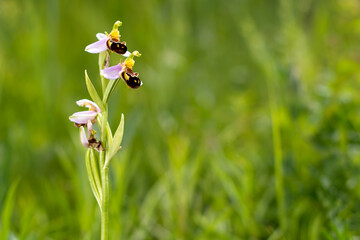 Bee orchid blooming in June in the green grass meadow and moving in the gentle wind in the South Moravia in Czech republic