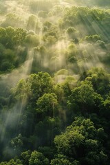 Sunrays through misty forest early morning