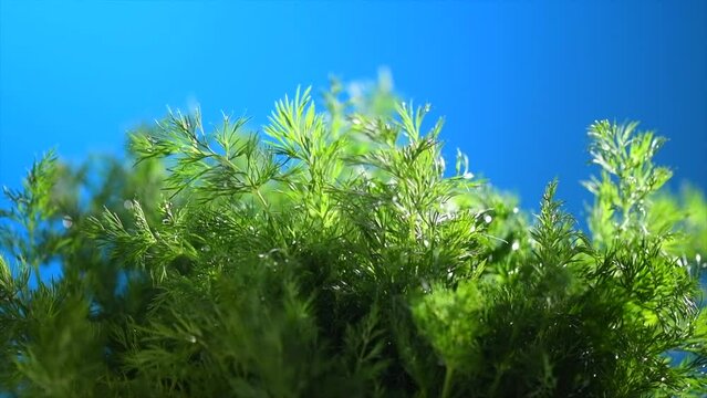 Dill aromatic fresh herbs. Bunch of fresh green dill close up, condiments. Vegetarian food, organic. Rotating Anethum graveolens macro shot, over blue screen background. Slow motion. 